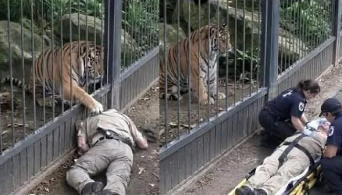 Yorkshire Wildlife Park Closed For Weekend After Tiger Attack On Visitor