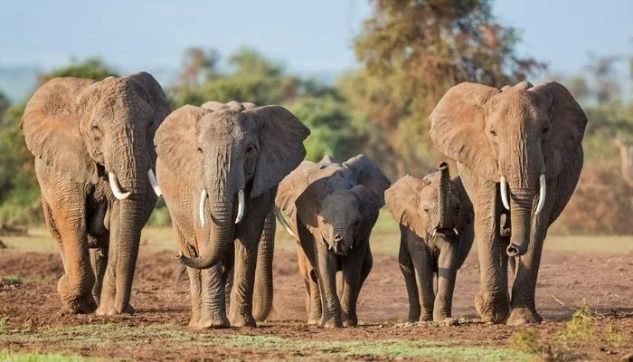 Kenya Arrests Four After 18 Elephants Die in Mysterious Poisoning