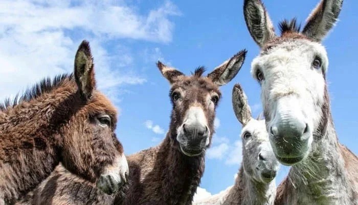 ECC Okays Export Of Donkey Meat, Hides From Gwadar