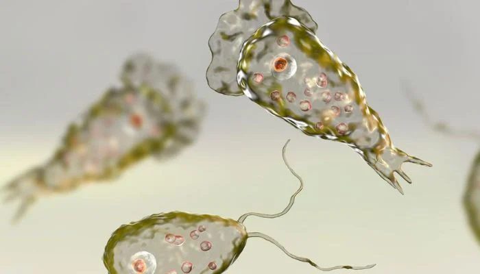 Brain-eating amoeba found in Mexican lakes: How it spreads, symptoms, safety measures