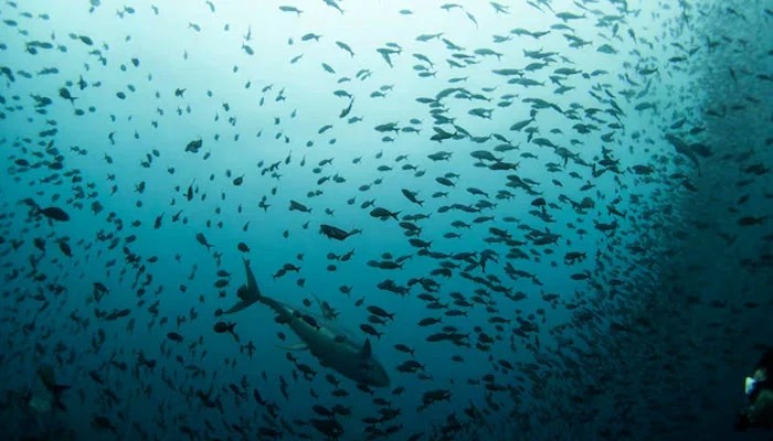 World's Oceans Hit Hottest Temperature on Record in August