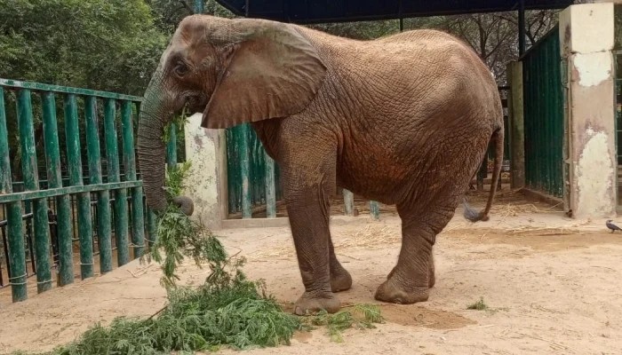 Karachi Safari Park Female Elephant Madhubalas Health Deteriorates