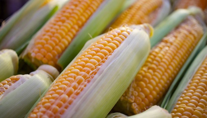 Situationer: Is GMO Maize a Good Bet for Pakistan?