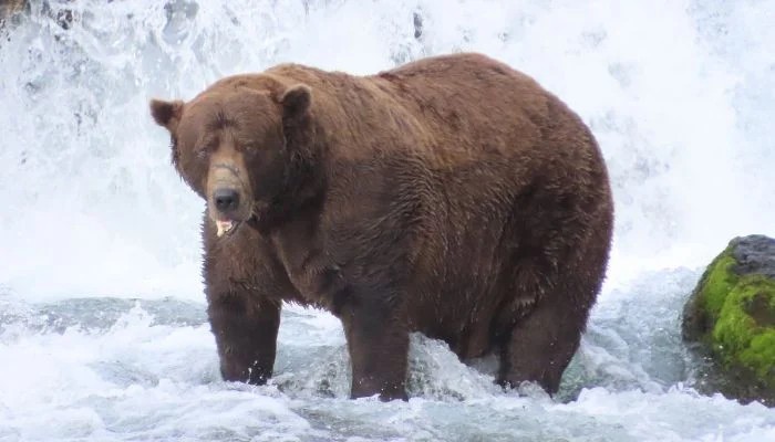 Fat Bear Week Returns With 16 Chunky Contenders: Full List Of Bears, How To Vote, And Who Could Win