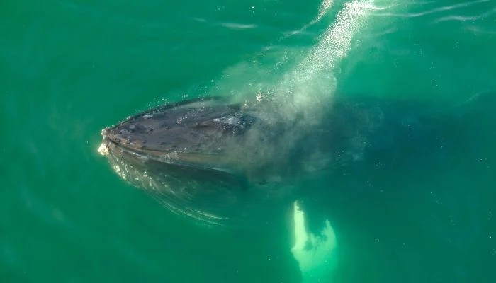 Humpback Whale Mother Appears To Grieve Stillborn Calf In Rare Underwater Moment