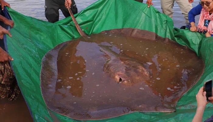 Stingrays Face Threat As Large Scale Hunting Continues Along Karachi Coast