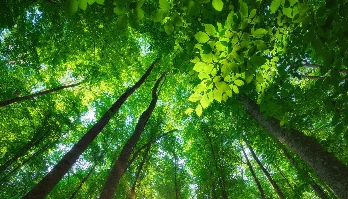 Rs9bn Forest Land Reclaimed In Punjab
