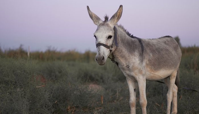 China's Taste For Donkeys Spurs Unlikely Trade With Pakistan