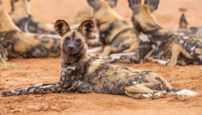 Three Wild Dog Brothers Travel Record 2500 Miles Across Africa To Find Mates