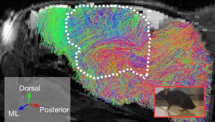 Scientists Create Mice With Half Human Brains Could They Eventually Think Like Us