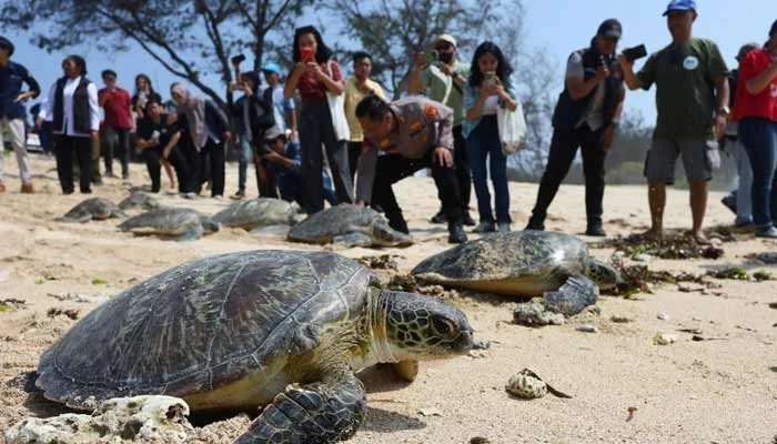 Turtles Offer Early Warning From A Warming Mediterranean Ahead Of COP31