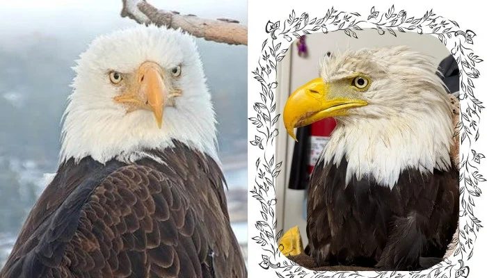 Wildlife Officials Confirm Beloved Bald Eagle Jackie Died From Avian Influenza