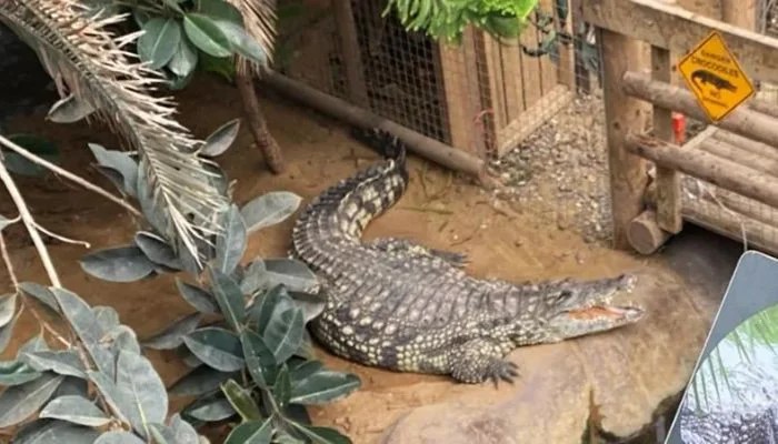 3-year-old crocodile attack survivor returns home after seven surgeries