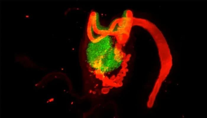 What is the rete ovarii? 'Useless' female organ scientists are now rethinking