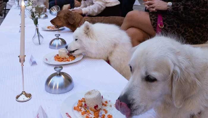 India's fat dog vote goes viral