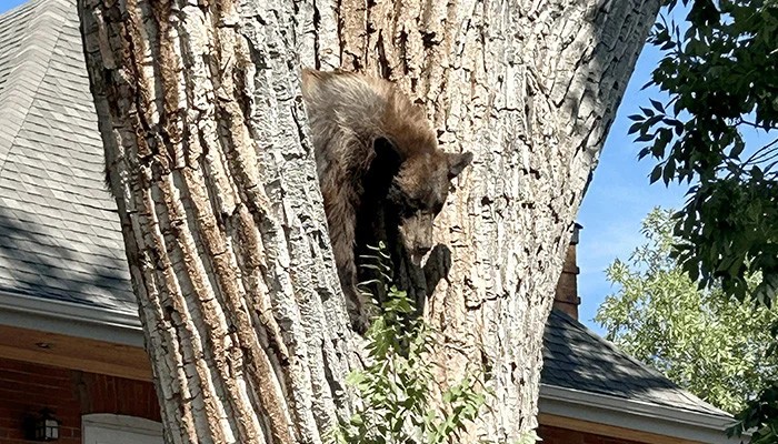 Bearmageddon?: Hungry bears wander into US West homes, shops in record numbers