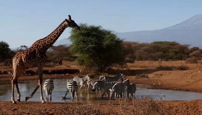 Wild Species Populations Plummet by 73% Since 1970, WWF Report Warns
