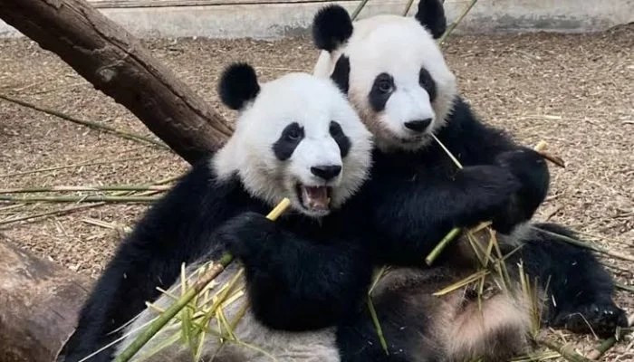 China is sending pandas back to US as Xi revives ‘Panda Diplomacy'