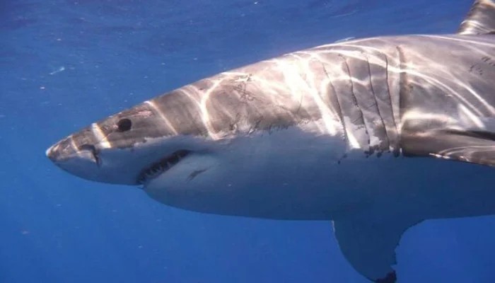 Govt Introduces Decade Long Roadmap To Conserve Sharks