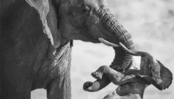 Federico Veronesi Wins Wildlife Photographer Of The Year 2026