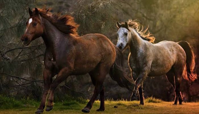 US government spending $30 million on birth control for wild horses: Here's why